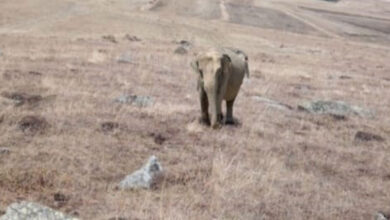 Ardahan'da hayvanlarını otlatan bir çobanın yaptığı ihbar herkesi şaşırttı. Söz konusu şahıs ormanda il gördüğünü söyledi.