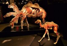 Dünyaca ünlü “Gerçek Hayvanların Anatomi Sergisi (Body Worlds: Animal Inside Out)" Aralık ayında İstanbul’da olacak.