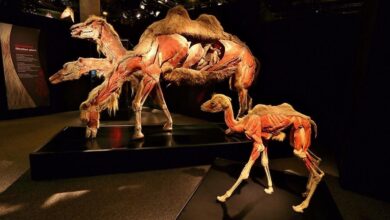 Dünyaca ünlü “Gerçek Hayvanların Anatomi Sergisi (Body Worlds: Animal Inside Out)" Aralık ayında İstanbul’da olacak.