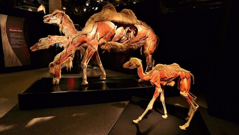 "Gerçek Hayvanların Anatomi Sergisi" ilk kez Türkiye'ye geliyor 1 Dünyaca ünlü “Gerçek Hayvanların Anatomi Sergisi (Body Worlds: Animal Inside Out)" Aralık ayında İstanbul’da olacak.