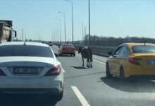 İstanbul'da sahibinden kaçıp girdiği otoyolda tehlike oluşturan inek, trafik ekiplerinin müdahalesiyle yakalandı.