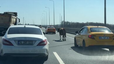 İstanbul'da sahibinden kaçıp girdiği otoyolda tehlike oluşturan inek, trafik ekiplerinin müdahalesiyle yakalandı.