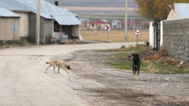 Bakan İbrahim Yumaklı'dan başıboş köpek açıklaması 7 Tarım ve Orman Bakanı İbrahim Yumaklı başıboş sokak köpeklerinin kısırlaştırılmasıyla ilgili açıklamalarda bulundu.