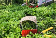 Tarım ve Orman Bakanlığı çay tarımıyla ilgilenen çiftçilerin merak ettiği açıklamayı yaptı. 2024 yılı yaş çay alım fiyatı kilogram başına 17 lira oldu.