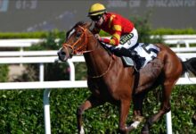 1927 yılından bu yana düzenlenen Gazi Koşusu'nun 98'incisini Emrah Agun'un sahibi olduğu, "Dragon Flame" isimli safkan kazandı.