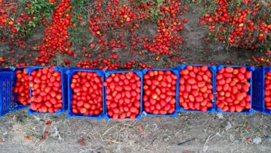 Tarladan 5 TL'ye çıkan domates markette 25 TL'ye satılıyor 12 domates markette 25 tlye satiliyor