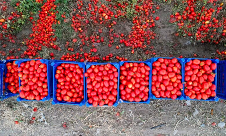 domates markette 25 tlye satiliyor