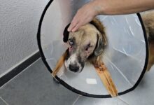 Durumu iyiye giden köpeği ise sosyal medyadan Seda Kaya’ya ulaşan şarkıcı Hande Yener sahiplendi.
