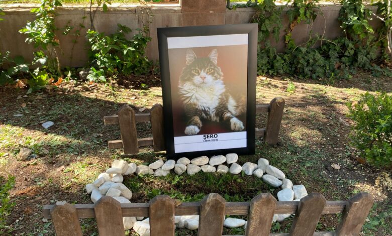 Senelerdir CHP’nin maskotu olarak bilinen kedi 'Şero', yaşa bağlı rahatsızlıkları sonucu öldü.