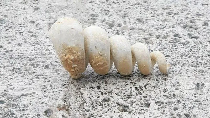 Bağcılar’da 10 milyon yıllık deniz minaresi fosili bulundu 1 10 milyon yillik deniz minaresi fosili