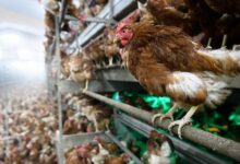 kus gribi alarmi 5 mahalle karantinada