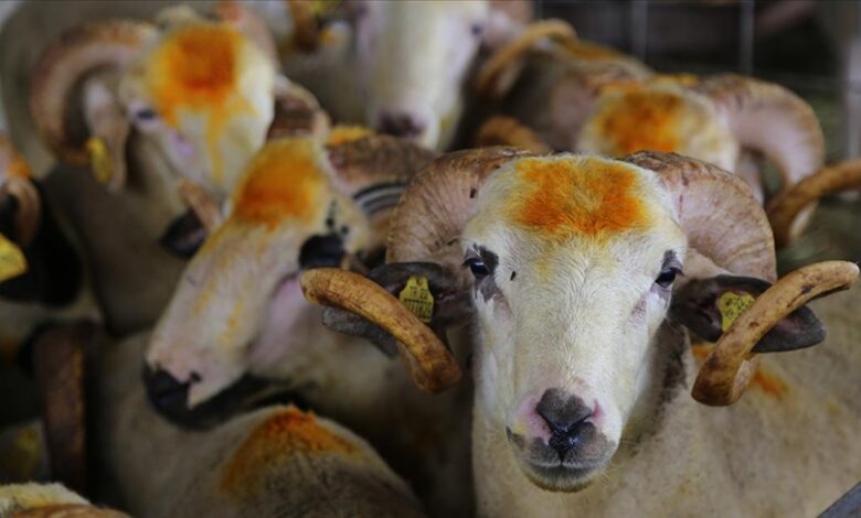 Diyanet İşleri Başkanı Ali Erbaş, vekalet yoluyla kurban kesim bedelinin yurt içinde 13.500 TL, yurt dışında ise 5.450 TL olarak belirlendiğini duyurdu.