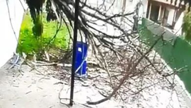 Tokat'ta devrilen ağacın altında kalmaktan kıl payı kurtuldu 1 agac1