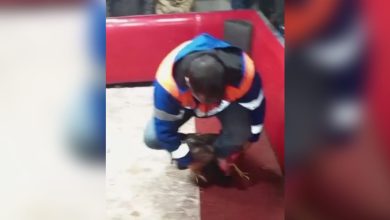 Adana'da dernek altında horoz dövüşü baskını! 11 horoz