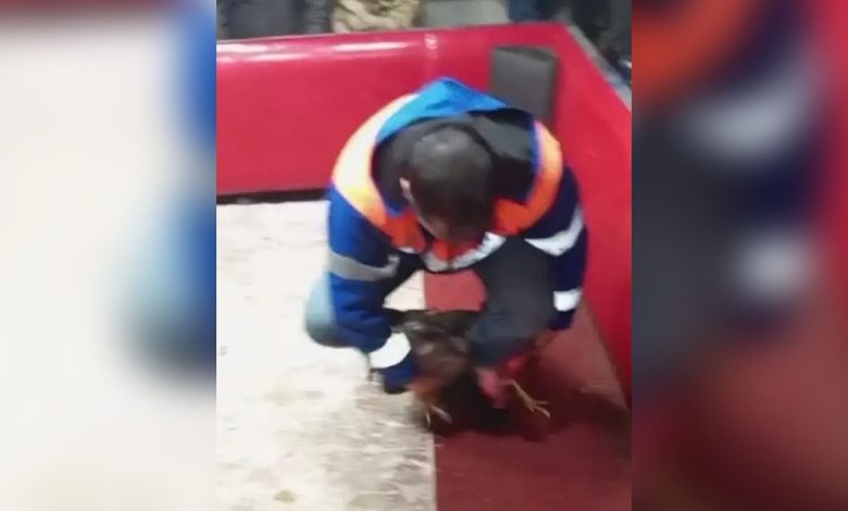 Adana'da dernek altında horoz dövüşü baskını! 11 horoz