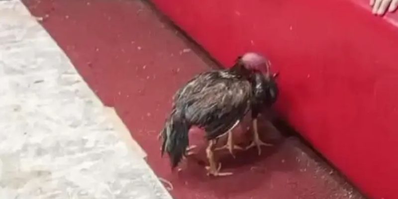 Adana'da dernek altında horoz dövüşü baskını! 2 Adana'da horoz dövüşü operasyonu