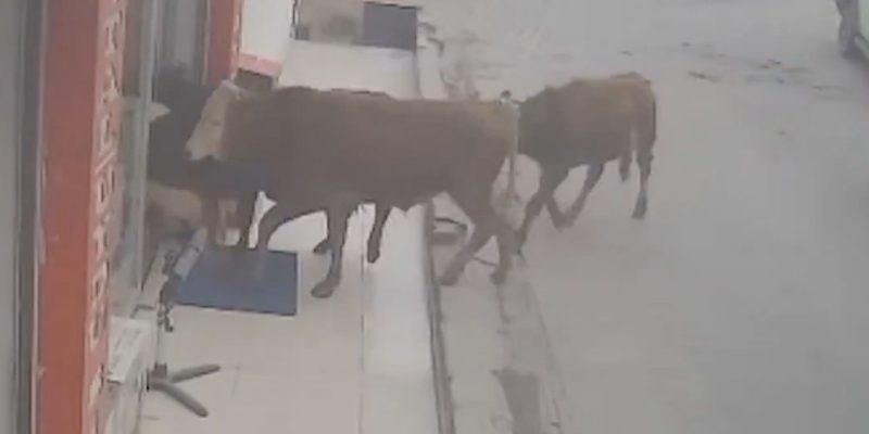 Batman’da inekler dükkanlara girdi