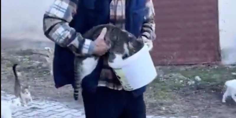 Erzincan’da duygulandıran davranış: Sokak kedilerine yardım eli uzattı 2 Erzincan’dan duyarlı haraket