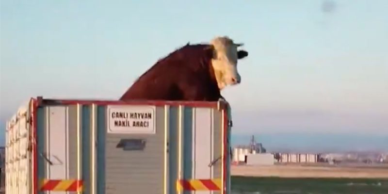 Afyonkarahisar'da dananın görüntüleri binlerce kez izlendi