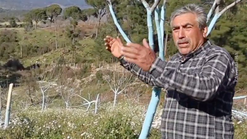 Aydın’da orman katliamı!