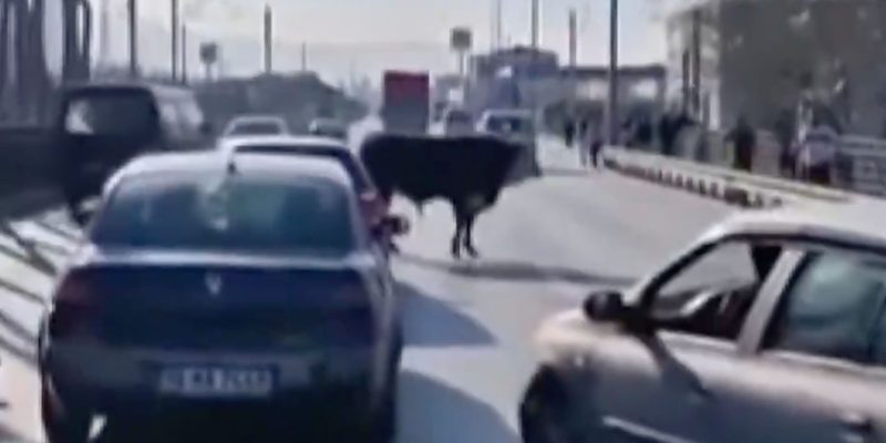 Bursa'da boğa paniği