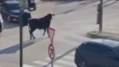 Bursa'da boğa trafiği birbirine kattı 1 boga2