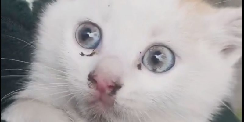 Sokağa atılan kediyi kurtardı