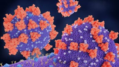 koronavirus ace2