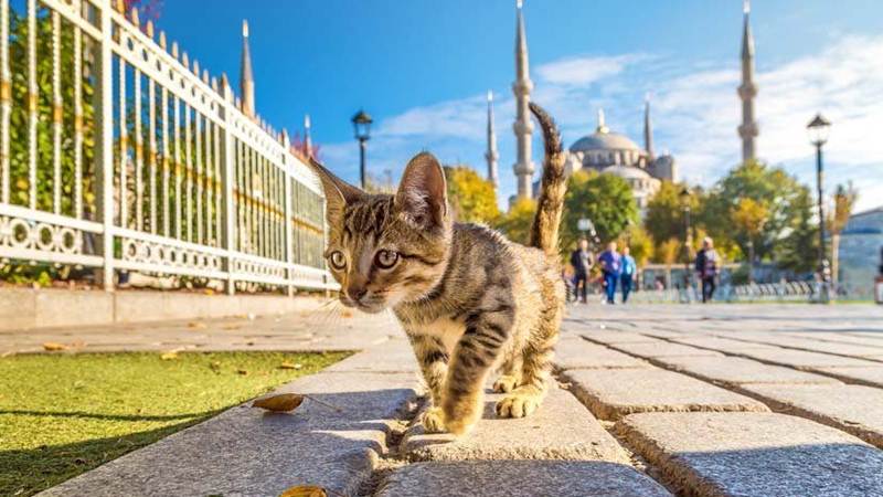 "Kedi Yiyen Kadın Serbest Bırakılacak" 1 kedi