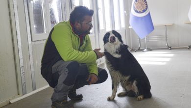 Ankara'da Kovid-19'u teşhis eden dedektör köpek yetiştirildi