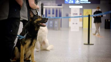 Finlandiya'da korona testini köpekler yapıyor