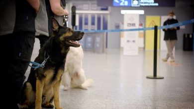 Finlandiya'da korona testini köpekler yapıyor 7 kapak