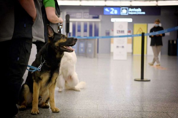 Finlandiya'da korona testini köpekler yapıyor