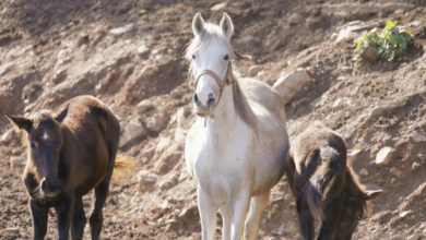 'Dijital ahırlarda tutulan' sanal at, 100 bin euroya satıldı 12 Dijital ahirlarda tutulan sanal at 100 bin euroya satildi