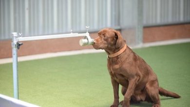 Tayland’da dedektör köpekler işbaşında