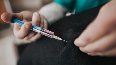 Rusya hayvanlara Covid aşısı uygulamaya başlıyor