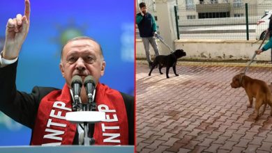 Cumhurbaşkanı Erdoğan 'Beyaz Türkler, hayvanlarınıza sahip çıkın' dedi 8 cumhurbaskani erdogan pitbull