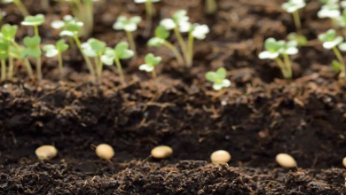 Müslüm Gülhan: Her şey tohumun toprakta işlenip ürün elde edilmesiyle başladı.