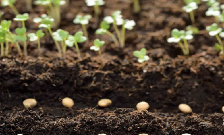 Müslüm Gülhan: Her şey tohumun toprakta işlenip ürün elde edilmesiyle başladı.