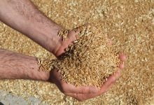 Türkiye en çok buğday ithal eden 3. ülke