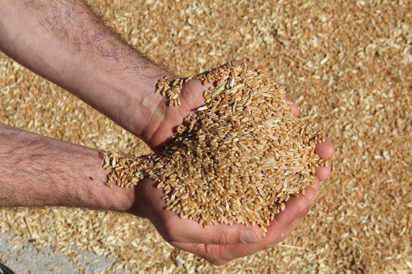 Türkiye en çok buğday ithal eden 3. ülke