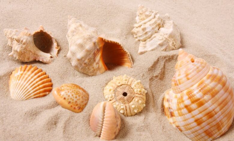 Mauritius deniz kabuklarını kaybediyor 21 Mauritius Deniz Kabukları NationalTurk