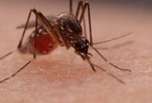 Saldırgan Sivrisinekler NationalTurk Sağlık