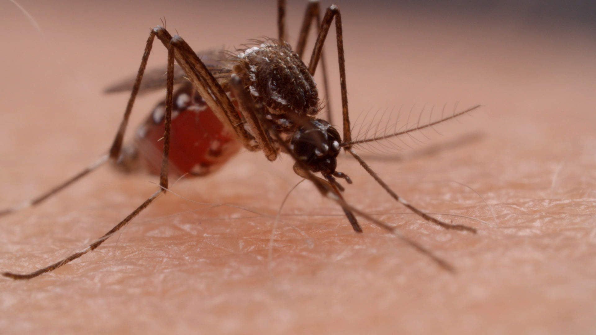 Saldırgan Sivrisinekler NationalTurk Sağlık
