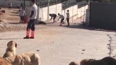 Konya'da Köpek Vahşeti