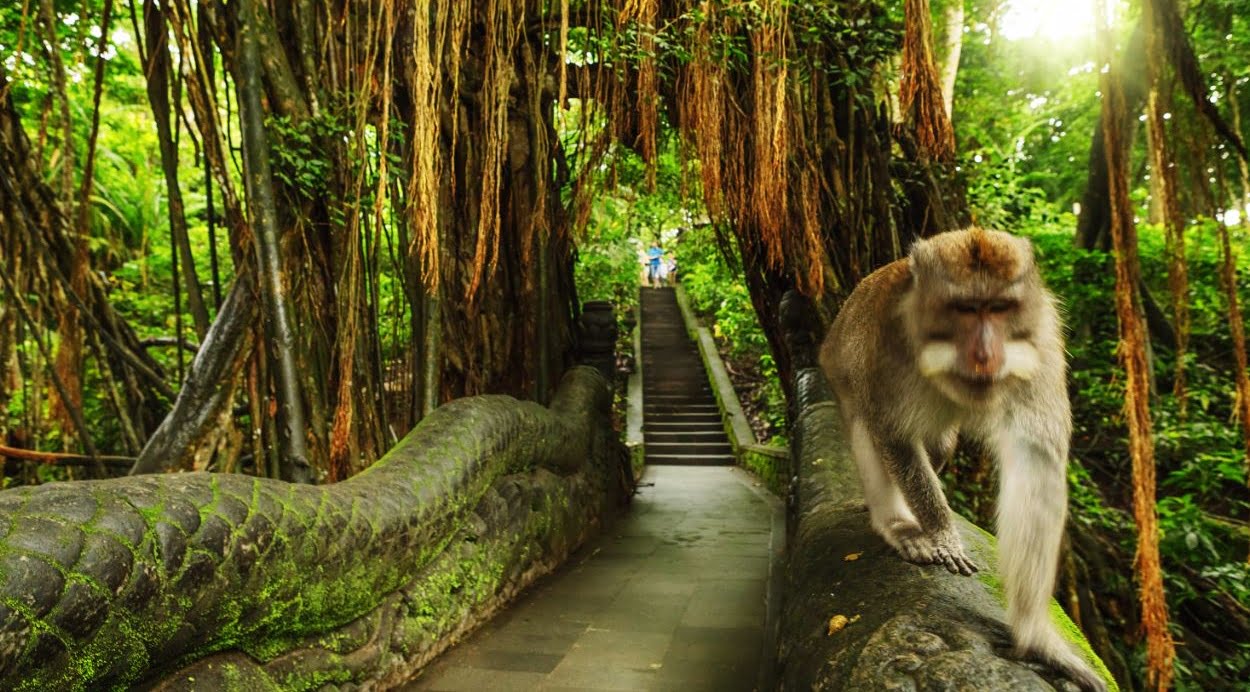 Bali'de Ne Yapılır? Ubud Maymun Ormanı