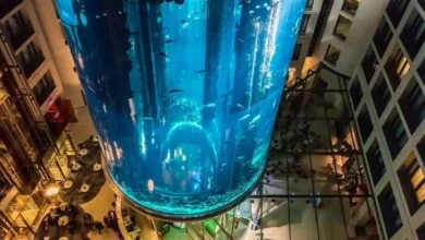 berlin akvaryum patlamasi