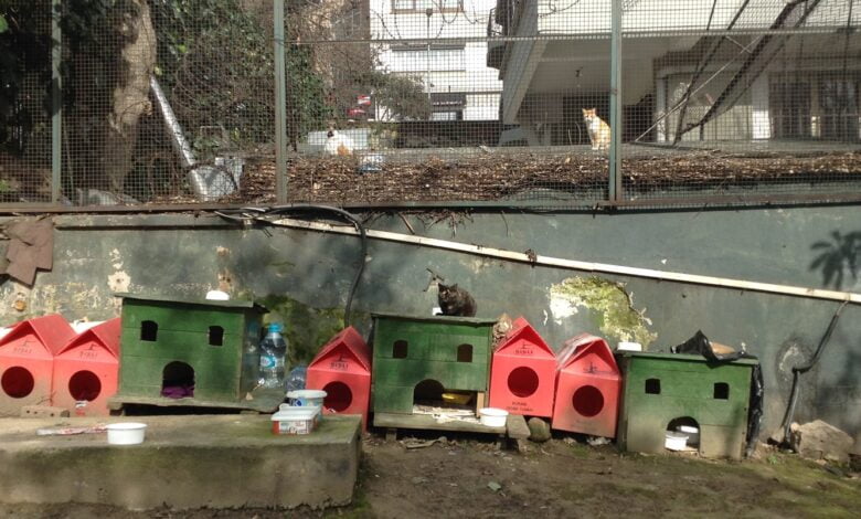 Nişantaşı'nda Kedi Katliamı 27 Nişantaşı'nda Kedi Katliamı