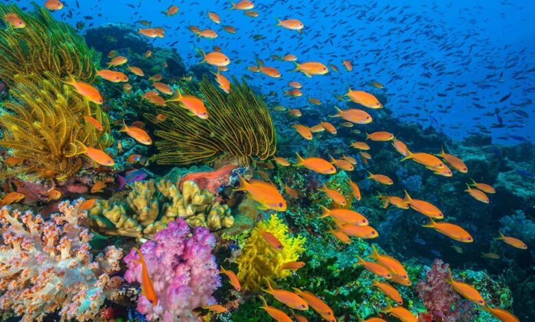 Bali Dalış Noktaları