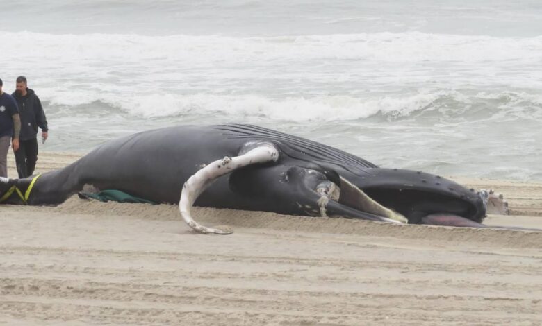 10 Balina Vurulan NY ve NJ Kıyıları 5 Balina